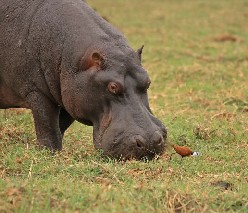 Image 021