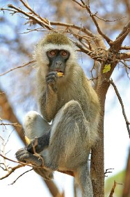 Image 067