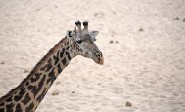 Image 074