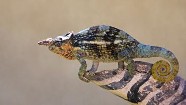 Image 088